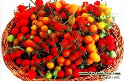 Сорта томатов черри – обзор с фото и описанием и мои отзывы о них - sadogorod.club