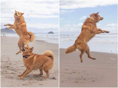 Сколько счастья: эмоциональная реакция собаки на пляж - mur.tv