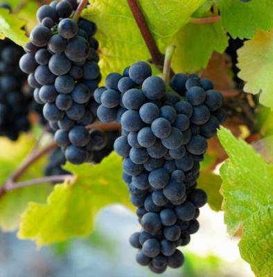Сорт винограда Пино Нуар (Pinot Noir): характеристика и описание, фото, отзывы - sadogorod.club - Виноград