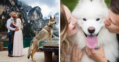 20 собак, которые сделали свадебные фото ещё более трогательными и смешными - mur.tv