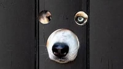 Видео из Сети. Британец просверлил дыры в заборе, чтобы его собаки наблюдали за улицей - mur.tv