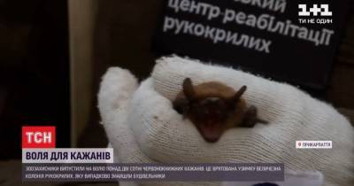 В Франковске зоозащитники выпустили более 200 краснокнижных летучих мышей, которых спасли зимой - mur.tv - Ивано-Франковск