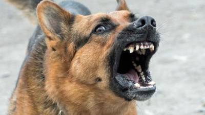 Собаки в городе: агрессивным можно сделать даже чихуахуа - mur.tv - Московская обл.