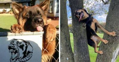 15 фотографий собак, которые напрочь забыли, как себя вести, и рассмешили людей своей дурашливостью - mur.tv
