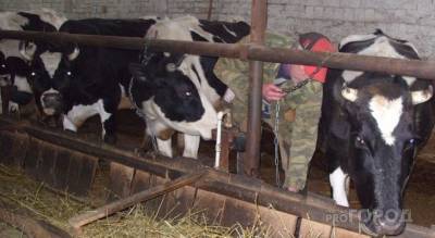 Владельцам коров в Чувашии обещают вновь раздать деньги - mur.tv - республика Чувашия