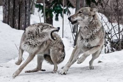 В Минприроды рассказали, как часто волки нападают на людей - mur.tv - Россия