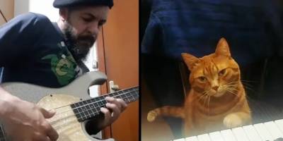Барни, первый в мире музыкально одаренный кот - mur.tv
