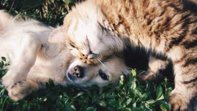 Вирусологи заподозрили собак и кошек в распространении британского штамма коронавируса - mur.tv - Шанхай