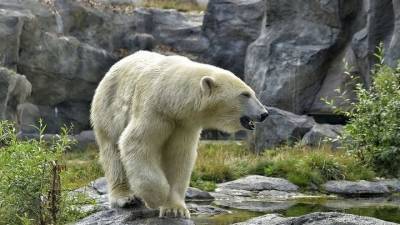 В зоопарке Екатеринбурга умер медведь, проглотивший мяч - mur.tv - Екатеринбург