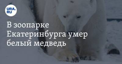 В зоопарке Екатеринбурга умер белый медведь - mur.tv - Екатеринбург