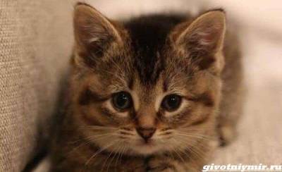 История о котенке с искривленными лапками, которого нашли в конюшне - mur.tv - штат Мичиган