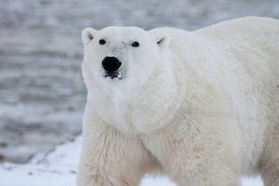 Белый медведь из зоопарка Екатеринбурга умер из-за детского мячика - mur.tv - Екатеринбург