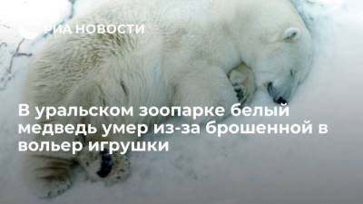 В уральском зоопарке белый медведь умер из-за брошенной в вольер игрушки - mur.tv - Москва - Екатеринбург - округ Чукотка
