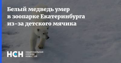 Белый медведь умер в зоопарке Екатеринбурга из-за детского мячика - mur.tv - Екатеринбург - округ Чукотка