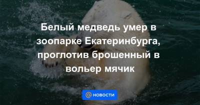 Белый медведь умер в зоопарке Екатеринбурга, проглотив брошенный в вольер мячик - mur.tv - Екатеринбург - округ Чукотка