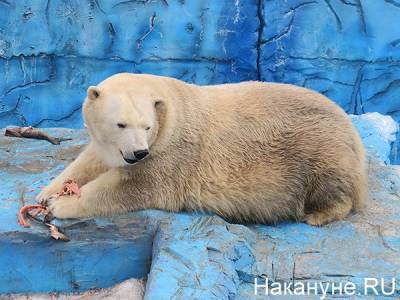 В екатеринбургском зоопарке из-за детского мячика умер белый медведь - mur.tv