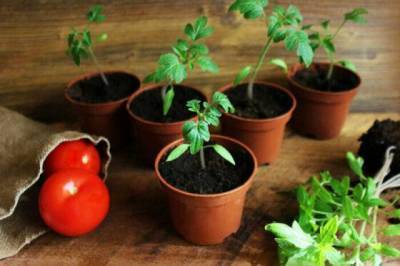 7 противопоказаний при выращивании рассады помидоров, которые действуют на них губительно - lifehelper.one