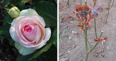 4 полезных совета по уходу за розой в апреле. Обильное цветение не заставит себя долго ждать - lifehelper.one