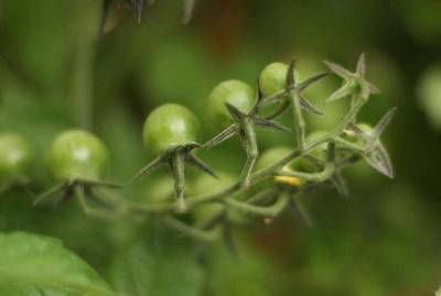 Одна подкормка - и огромный урожай: что положить в лунки при высадке томатов - sadogorod.club