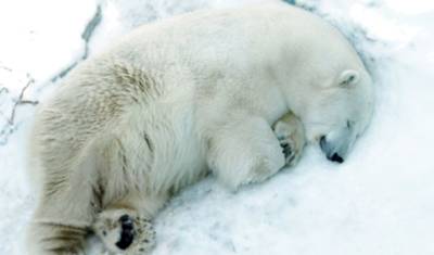В зоопарке Екатеринбурга из-за детской игрушки погиб белый медведь Умка - mur.tv - Екатеринбург - округ Чукотка