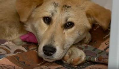 Найденный в Тюмени щенок с гвоздями в желудке идёт на поправку - mur.tv - Тюмень
