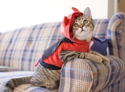 Как защитить новый диван от кошачьих когтей? - lifehelper.one