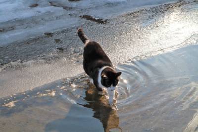 Почему кошки так не любят воду? - mur.tv
