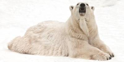 Зоопарк в Ростове-на-Дону показал семью белых медведей - mur.tv - Ростов-На-Дону