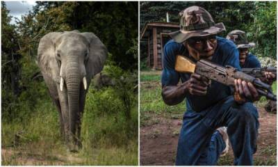 Карма в деле: в ЮАР слон затоптал браконьера - porosenka.net - Юар