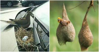 Птицы и их необычные гнезда - mur.tv