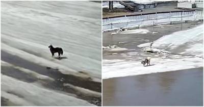 Школьники вовремя заметили собаку, выбежавшую на тонкий тронувшийся лед - mur.tv - Россия