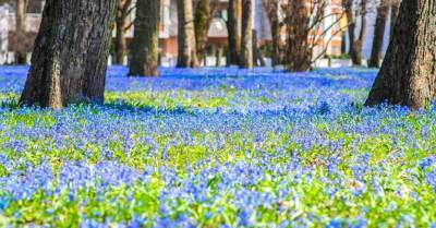 Екатерина II (Ii) - ФОТО. Весна идет! Большое кладбище в Риге превратилось в настоящий синий ковер из цветов - sadogorod.club - Рига