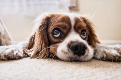 В США придумали приложение, которое ищет собак по отпечатку носа и мира - mur.tv - Сша