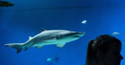 Москвичам впервые покажут детеныша белоперой рифовой акулы - mur.tv - Москва