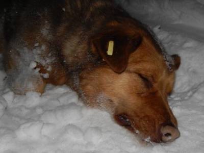 Найденные в Ухте трупы собак не стали поводом для возбуждения дела - mur.tv - республика Коми