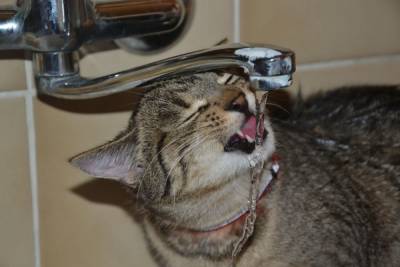 О странных кошачьих питьевых привычках - mur.tv
