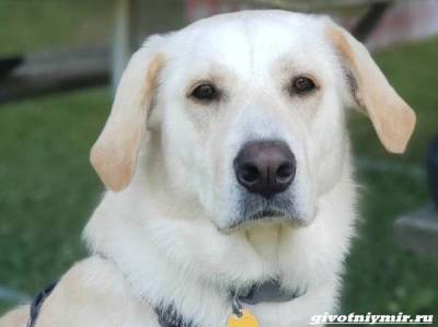 История о собаке, которую удалось спасти от эвтаназии - mur.tv