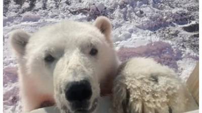 Красноярские вахтовики передали зоопарку спасенного белого медвежонка - mur.tv - Красноярский край
