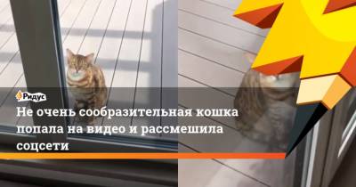 Не очень сообразительная кошка попала на видео и рассмешила соцсети - mur.tv