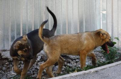 В Башкирии собак, которые загрызли мальчика, некому было ловить - mur.tv - республика Башкирия - район Учалинский