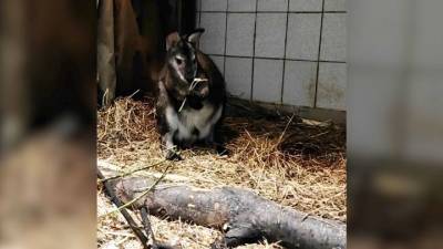 В Московском зоопарке поселились карликовые кенгуру - mur.tv - Санкт-Петербург