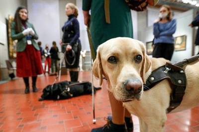 В правилах по выгулу собак могут сделать исключение для поводырей - mur.tv - Пермский край