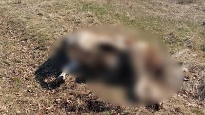 Жителей Башкирии два месяца пугает мертвая корова - mur.tv - республика Башкирия