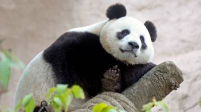 Эдинбургский зоопарк обвинили в сексуальном насилии над китайскими пандами - mur.tv - Шотландия - Эдинбург