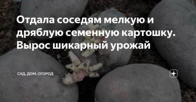 Отдала соседям мелкую и дряблую семенную картошку. Вырос шикарный урожай - sadogorod.club