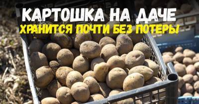 Древний славянский способ хранения картошки, чтобы обойтись без порчи продукта - lifehelper.one