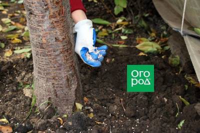 5 способов быстро подкормить деревья и кусты - sadogorod.club