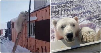 Осиротевший медвежонок пришел в поисках пропитания к вахтовикам - mur.tv