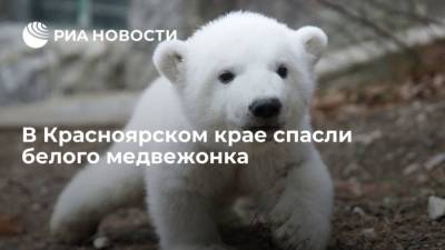 В Красноярском крае спасли белого медвежонка - mur.tv - Москва - Красноярск - Красноярский край