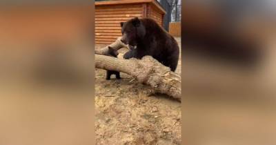 Медведица показала медвежонка посетителям зоопарка в Балахне - mur.tv